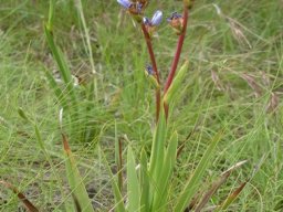 Aristea torulosa